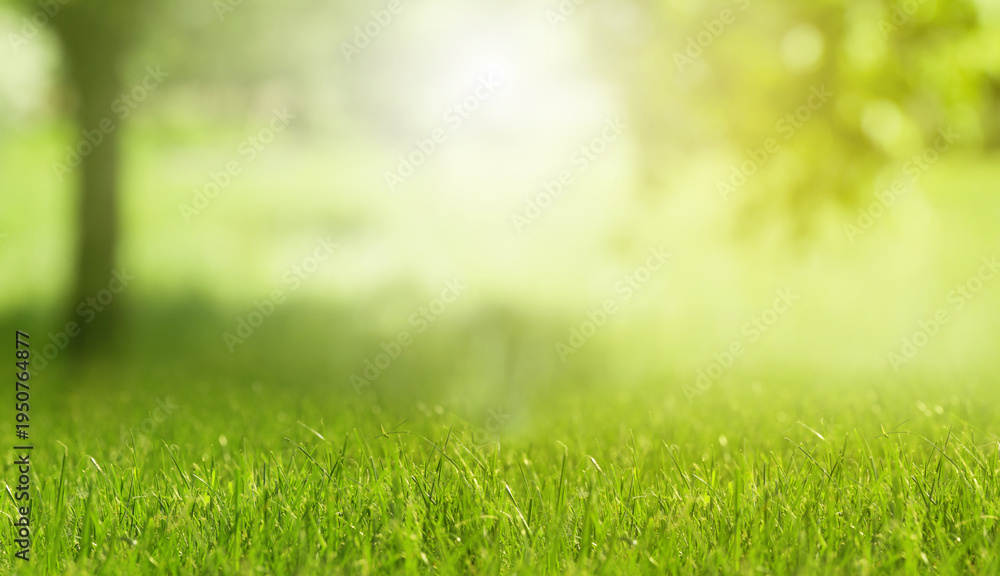 Fototapeta premium Meadow with lush green grass on sunny spring day