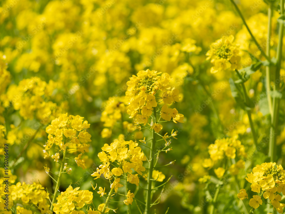 Obraz premium 花壇に咲く菜の花