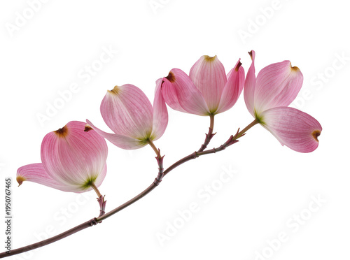 Fotografie Delicate pink dogwood flowers on a slender branch, beautifully isolated for spri