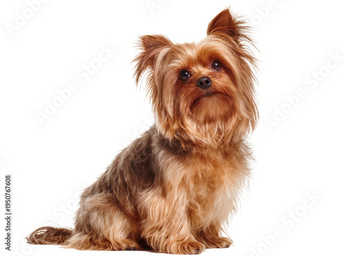 Картината върху платно Adorable Yorkshire Terrier dog with fluffy brown and tan fur, sitting calmly and