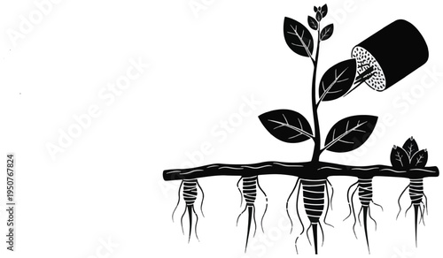 Educational grafting diagram showing plant grafting technique with rootstock and cutting illustration