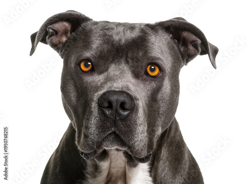 Foto Close-up headshot of a majestic dark grey American Pit Bull Terrier dog with cap