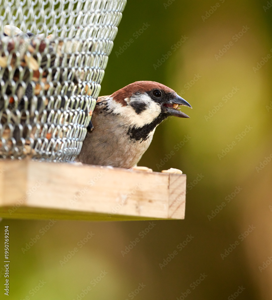 Fototapeta premium Bird feeder, sparrow and eating seeds in nature for meal, forage and food outdoor in autumn. Avian animal, fall and diet with break for wilderness, environment or grain in ecosystem in countryside