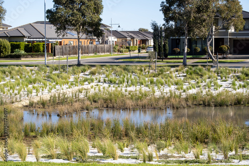 Obraz na płótnie Constructed wetland with native grasses and water retention pond in a suburban housing estate in Point Cook, Melbourne, Australia