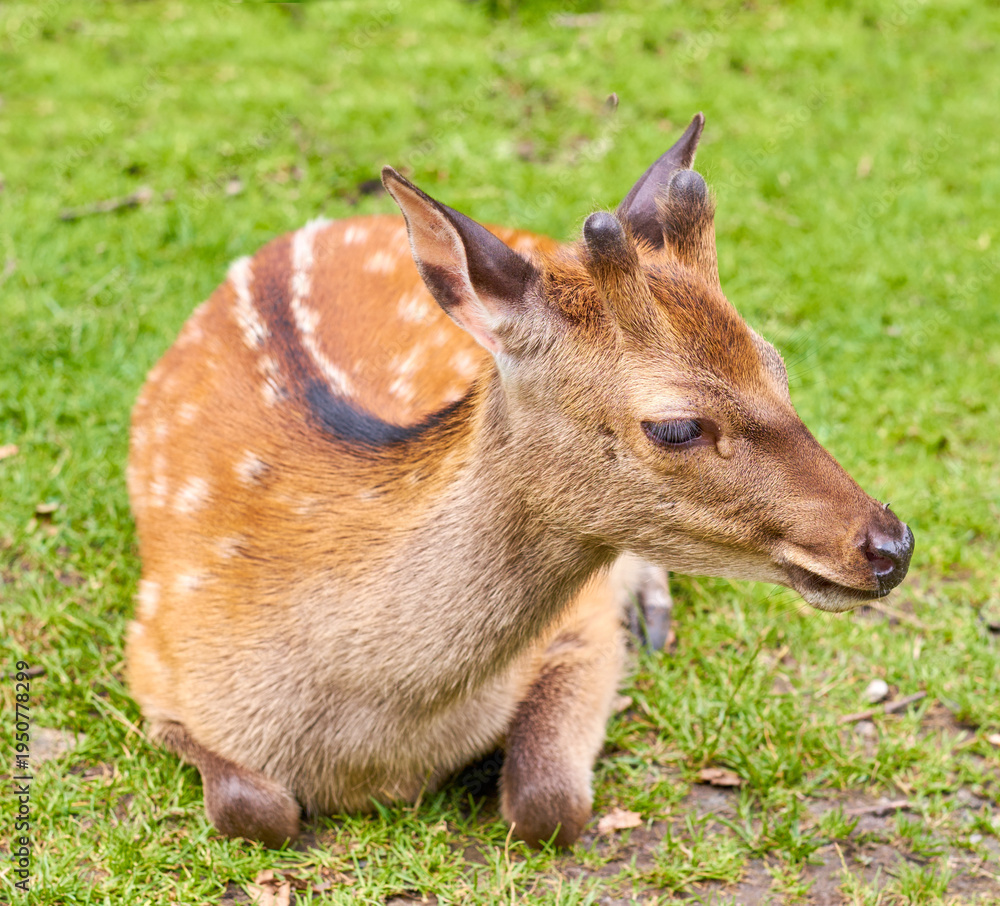 Fototapeta premium Outdoor, animal and deer in field by grass for rest, grassland and wildlife in meadow. Relax, nature and fawns on lawn for break, countryside and wellness in environment on farm in Australia
