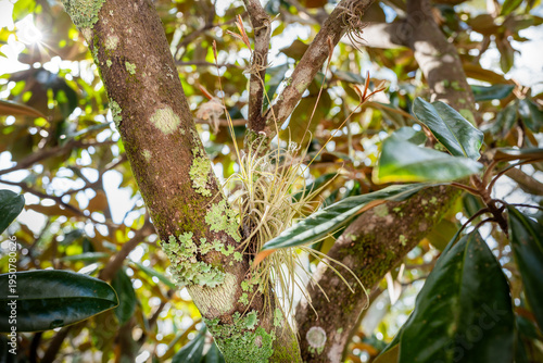Lichens growing on tree trunk in Florida. Lichens are composite organisms. they are both a fungus and bacteria and do not harm the Palm tree or shrub they are attached too.