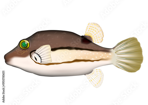 雑魚　イラスト　「キタマクラ」　ベクター形式