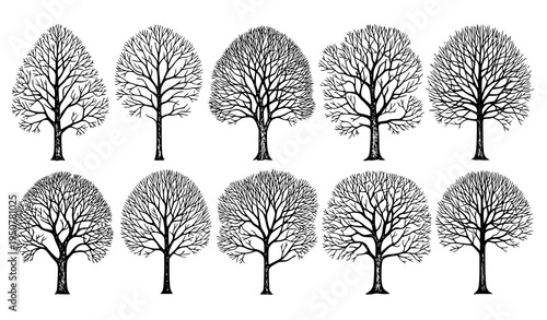 Bare deciduous tree sketch vector set with autumn forest trees without leaves botanical illustration