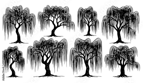 Hand drawn weeping willow tree illustration collection with flowing branches and botanical sketch style