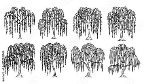 Weeping willow tree outline vector set with elegant hanging branches botanical nature clipart
