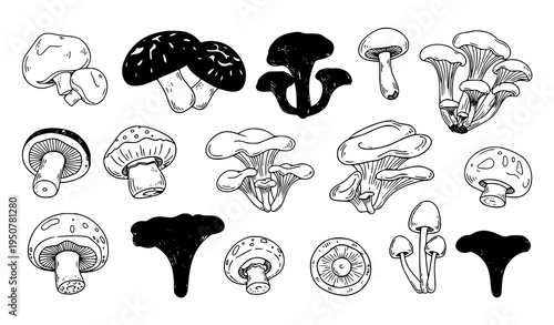Hand drawn edible mushroom doodle vector collection with forest fungi and cooking ingredient illustrations