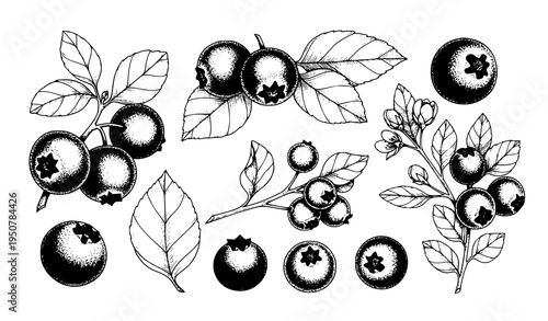 A black and white vector illustration of various blueberry branches and leaves