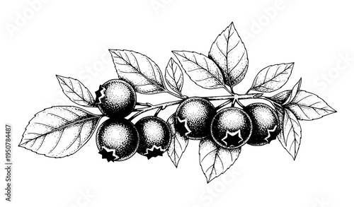 A black and white illustration of a branch with berries and leaves