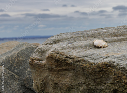 Single Seashell Resting on Rocky Shoreline at Sandy Hook New Jersey