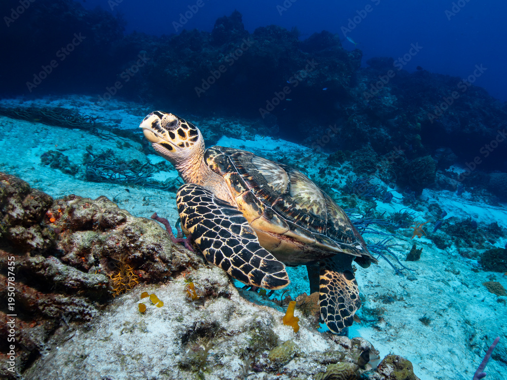 Naklejka premium Hawksbill sea turtle resting on Caribbean coral reef