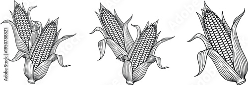 Three Ears of Corn with Husks maize harvest