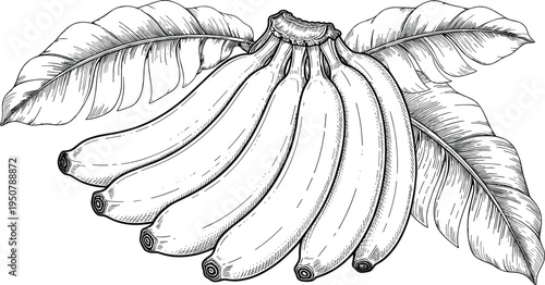 Bunch of Bananas with Leaves in Sketch Style vector