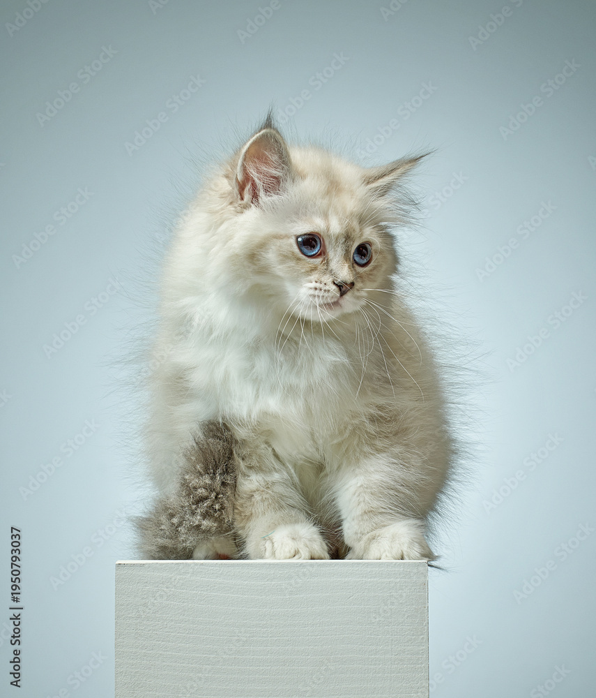 Obraz premium White Siberian colorpoint kitten Neva Masquerade with blue eyes