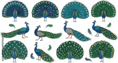 Beautiful peacock character set with various poses including fan tail display and standing birds for wildlife nature exotic garden and luxury design projects