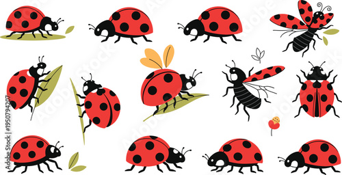 Cute ladybug character set with various poses including flying crawling and sitting on leaves for garden nature spring insect and children education design projects