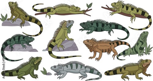 Green iguana character set with various poses and colors for tropical reptile wildlife nature jungle exotic pet and biology education design projects