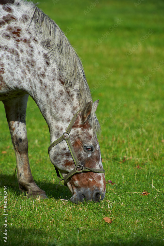 Fototapeta premium Horse, farm and grassland for eating, nature and countryside for breeding, environment or agriculture. Empty, outdoor or summer with animal, hungry or nutrition with stallion, morning or equestrian