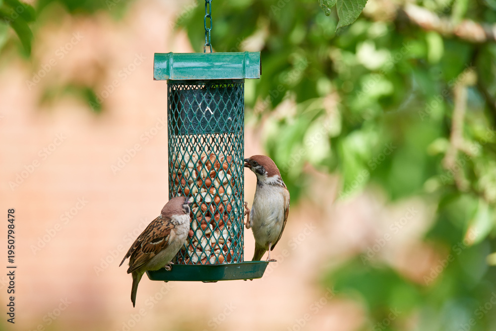 Fototapeta premium Feeder, birds and eating seeds in backyard for food source, natural diet and adaptation. Sparrow, feeding and peanuts station for wildlife nutrition, organic meal and foraging behavior of migration