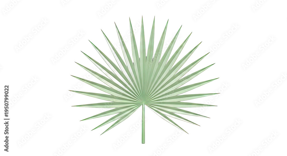 Fototapeta premium Green Palm Leaf Fan Shape
