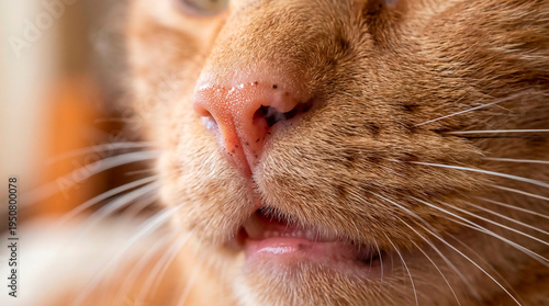 Wallpaper Mural Ginger cat nose with lentigo simplex macro close-up Torontodigital.ca