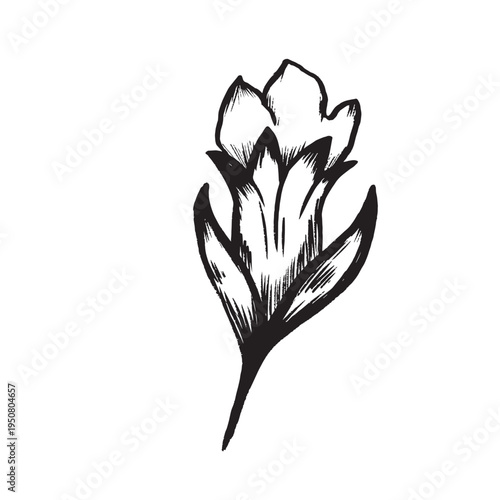 Handcrafted Style Illustration Showcasing Tea Blossom With Buds And Folded Petals For Branding