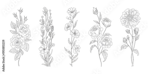 A collection of five elegant hand drawn botanical flower illustrations with detailed floral stems Vector
