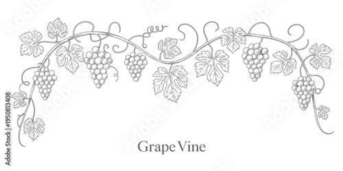 Elegant hand drawn illustration of a flourishing grapevine featuring clusters of ripe grapes Vector