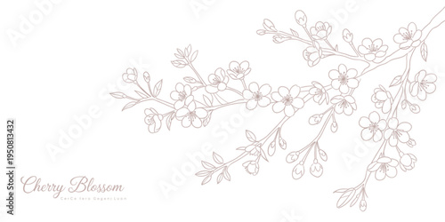Elegant hand drawn illustration of a cherry blossom branch with delicate flowers and small buds Vector