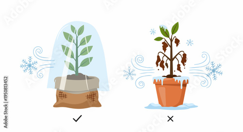Correct and Wrong Way to Protect Potted Plants from Winter Frost Illustration