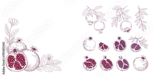 A collection of hand drawn pomegranate fruit illustrations featuring whole and halved fruit parts Vector