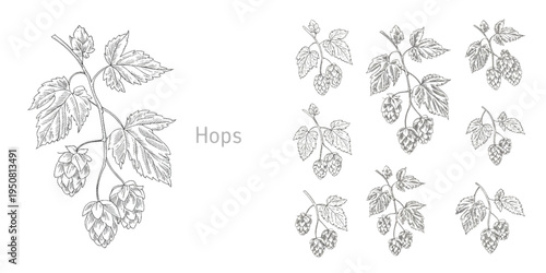 Detailed hand drawn ink illustration of hop plant branches with leaves and mature flower cones Vector