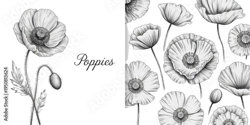 Detailed hand drawn illustration featuring beautiful blooming poppy flowers and closed flower buds Vector