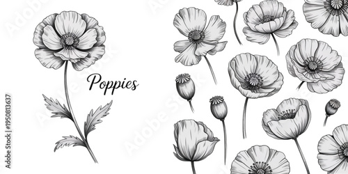 Detailed black and white botanical illustration set featuring various blooming poppy flowers Vector