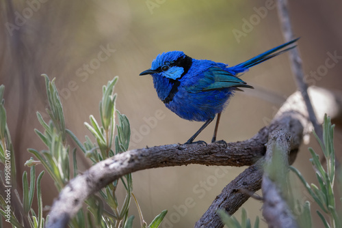 Splendid fairywren (Malurus splendens), Perth, Western Australia. Beautiful Australian bird. 