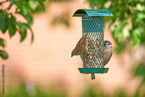 Foto Birds, animals and feeder with seeds in nature for food source, natural diet and survival instinct