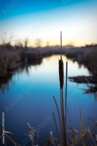 A slender cattail stands in sharp focus against the soft, morning glow of Willow Creek in Waukesha County, Wisconsin, during a calm winter dawn.