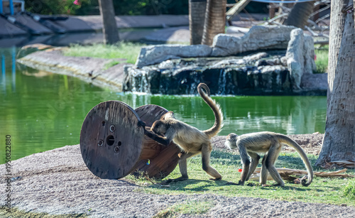 Foto These images highlight the role of zoos in preserving biodiversity
