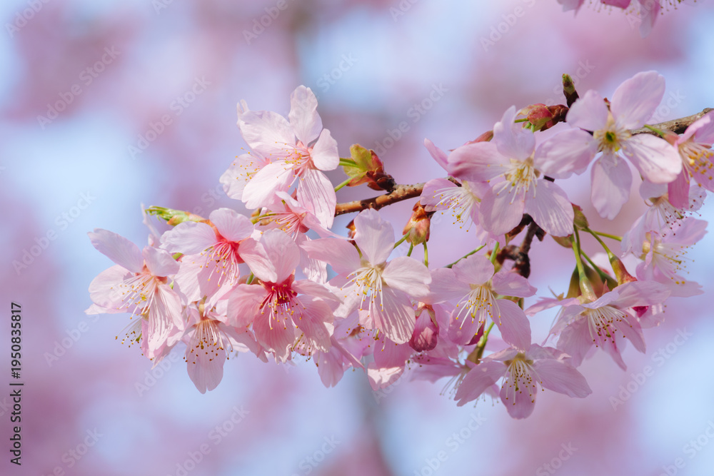 Fototapeta premium Close-up of delicate pink cherry blossom branch with soft bokeh background