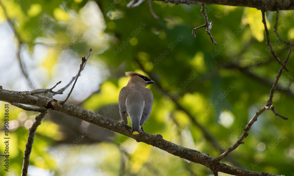 Obraz premium Cedar Waxwing