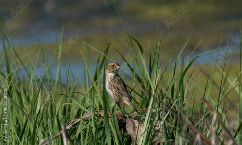 Northern Saltmarsh Sparrow