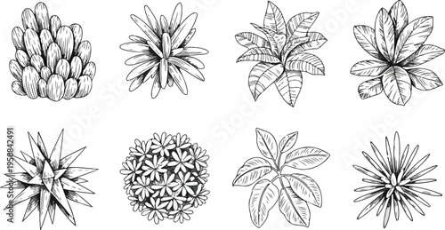 Set of various hand drawn plants top view in line art style isolated on white background
