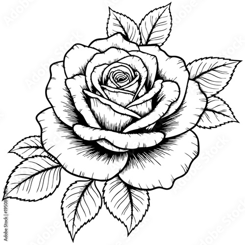 A detailed black and white rose.