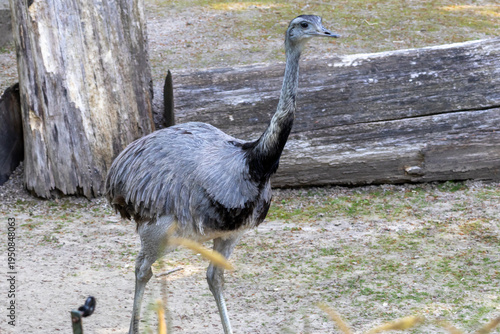 Greater rhea bird walking on sandy ground with tree trunks in a natural setting