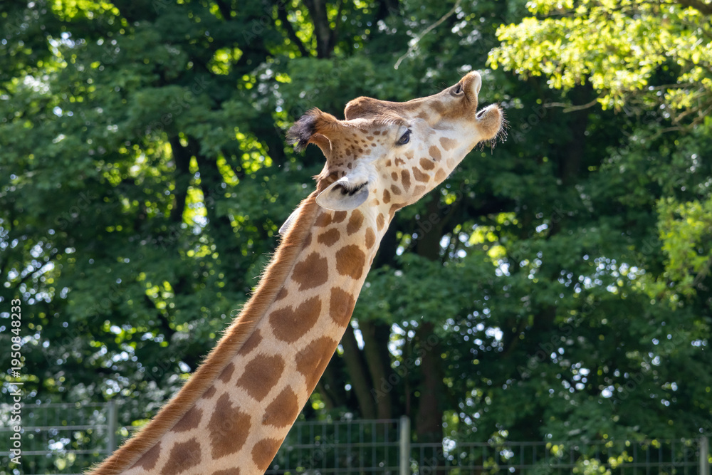 Obraz premium Giraffe extending its long neck towards green foliage in an outdoor setting
