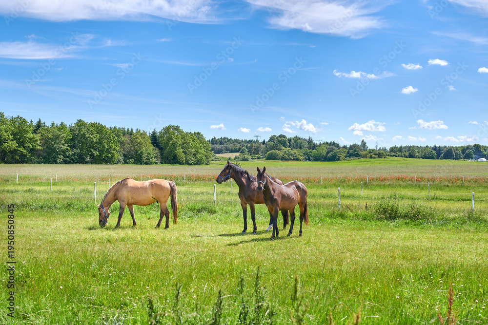 Fototapeta premium Grass, farm and horses in countryside for grazing, livestock and agriculture with herd for nutrition. Eating, equine and animals at field on ranch with landscape, nature or diet for health outdoor